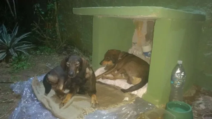 Cachorro ra a Srd idade 2 anos nome Não sabemos