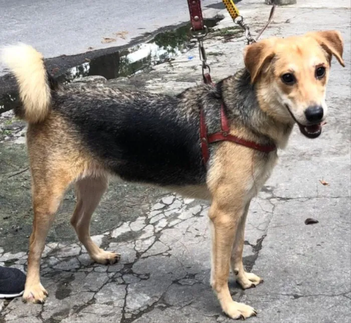 Cachorro ra a SRD  idade 1 ano nome Samantha 