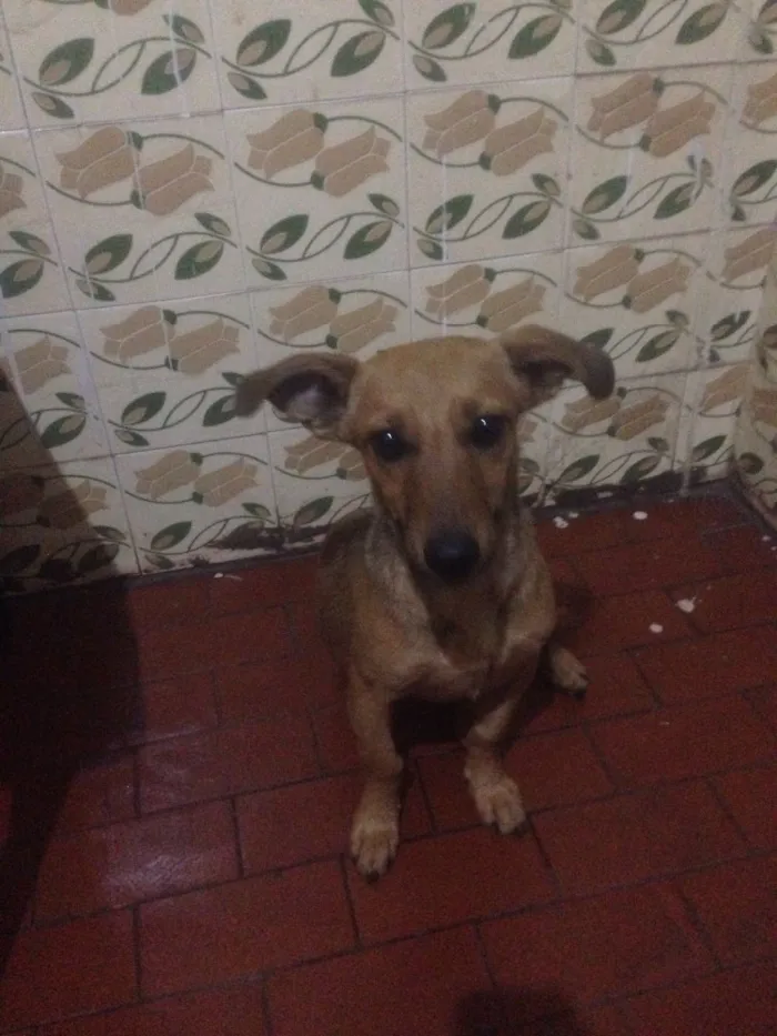 Cachorro ra a  idade 7 a 11 meses nome Lupita