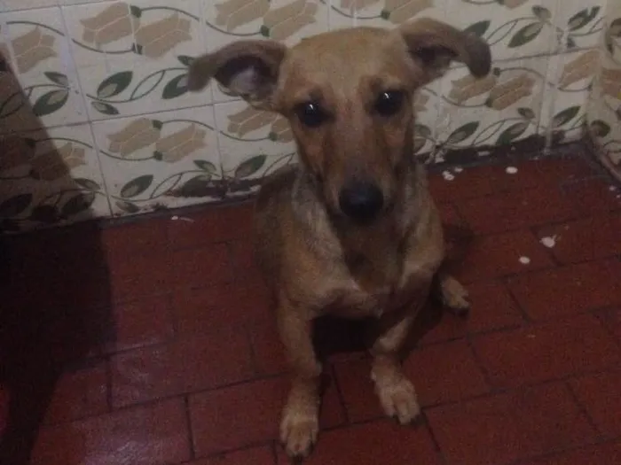 Cachorro ra a  idade 7 a 11 meses nome Lupita