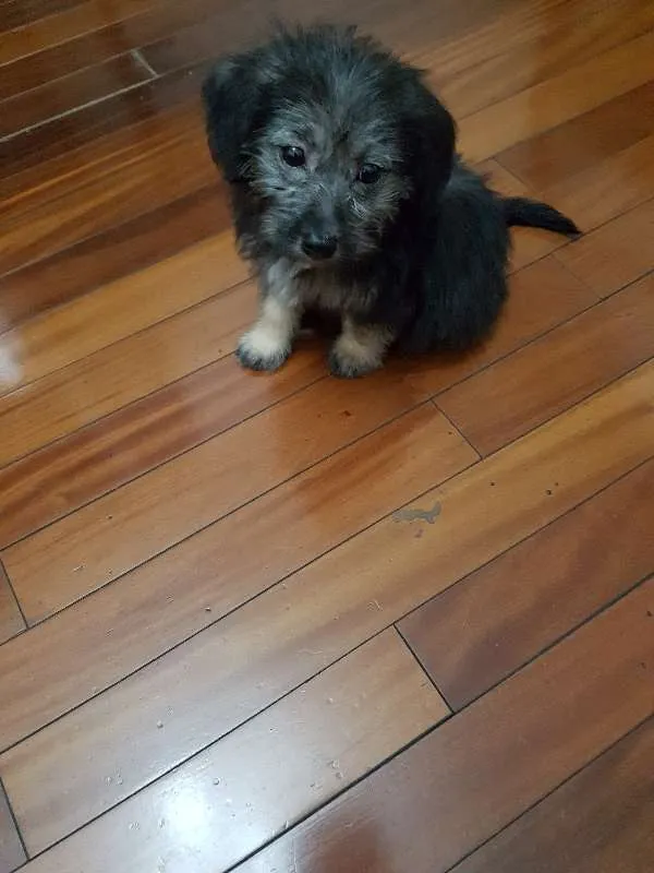 Cachorro ra a SRD idade 2 a 6 meses nome Jade