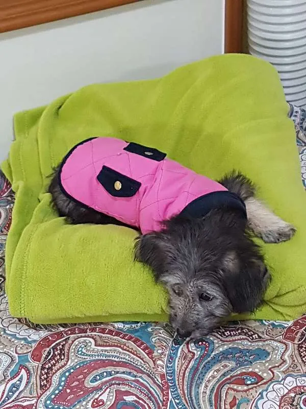 Cachorro ra a SRD idade 2 a 6 meses nome Jade