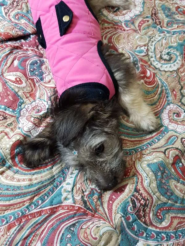Cachorro ra a SRD idade 2 a 6 meses nome Jade