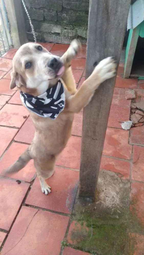 Cachorro ra a Não definida idade 2 a 6 meses nome Carmelo