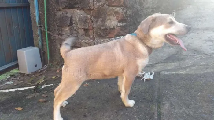 Cachorro ra a Não definida idade 2 a 6 meses nome Carmelo