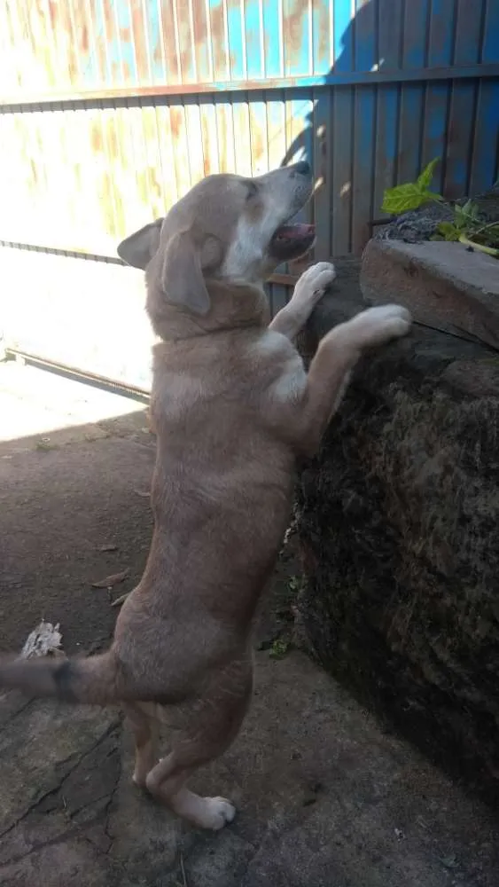 Cachorro ra a Não definida idade 2 a 6 meses nome Carmelo