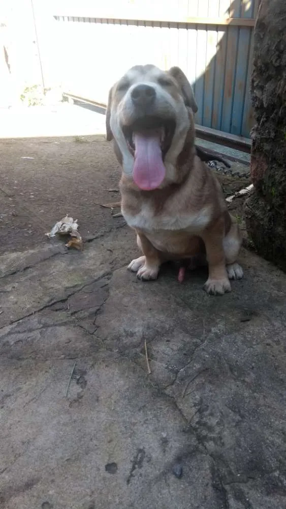 Cachorro ra a Não definida idade 2 a 6 meses nome Carmelo