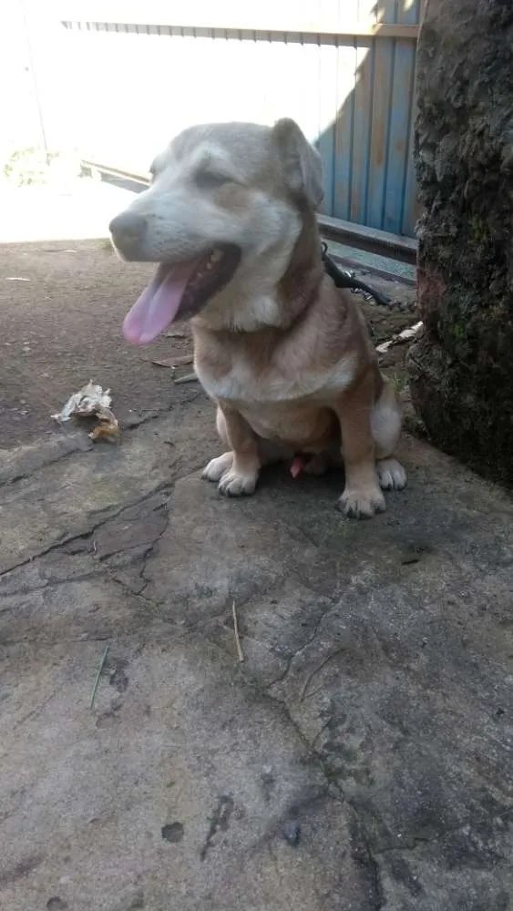 Cachorro ra a Não definida idade 2 a 6 meses nome Carmelo