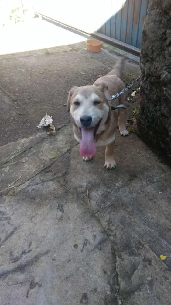 Cachorro ra a Não definida idade 2 a 6 meses nome Carmelo
