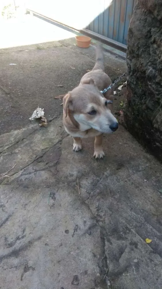 Cachorro ra a Não definida idade 2 a 6 meses nome Carmelo
