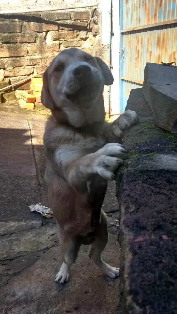 Cachorro ra a Não definida idade 2 a 6 meses nome Carmelo