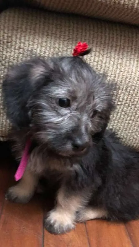 Cachorro ra a SRD idade 2 a 6 meses nome Jade