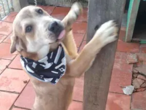 Cachorro raça Não definida idade 2 a 6 meses nome Carmelo