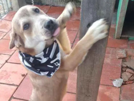 Cachorro ra a Não definida idade 2 a 6 meses nome Carmelo