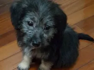 Cachorro raça SRD idade 2 a 6 meses nome Jade