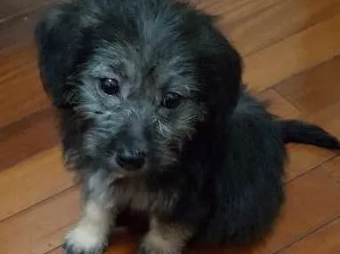 Cachorro ra a SRD idade 2 a 6 meses nome Jade