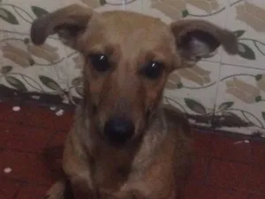 Cachorro raça  idade 7 a 11 meses nome Lupita