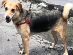 Cachorro raça SRD  idade 1 ano nome Samantha 