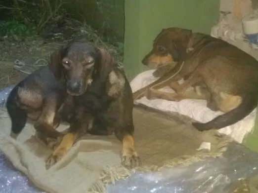 Cachorro ra a Srd idade 2 anos nome Não sabemos