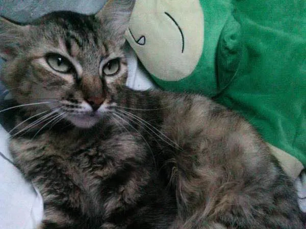 Gato ra a Não tem idade 5 anos nome Não tem