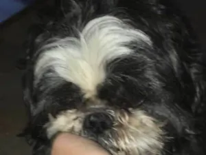 Cachorro raça Shiztzu idade 3 anos nome Ted