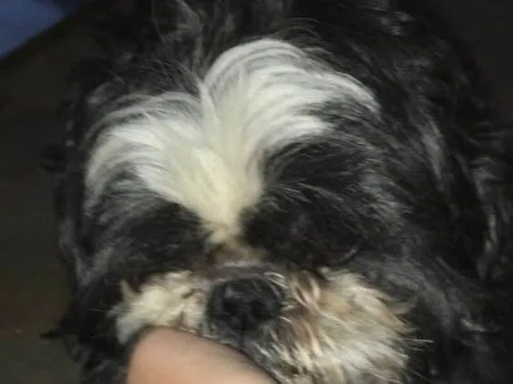 Cachorro ra a Shiztzu idade 3 anos nome Ted