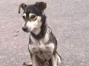Cachorro ra a Sem Raça Definida idade 1 ano nome Malhado