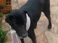 Preta