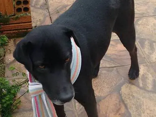 Cachorro ra a Labrador idade 1 ano nome Preta