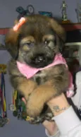 Cristal ..bb