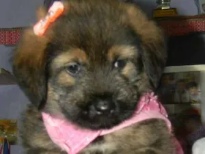 Cachorro raça Srd idade Abaixo de 2 meses nome Cristal ..bb