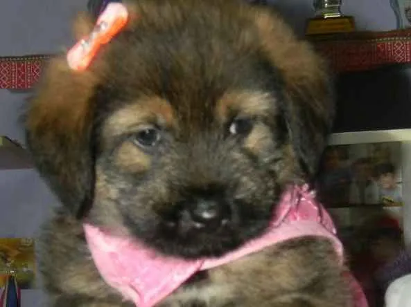 Cachorro ra a Srd idade Abaixo de 2 meses nome Cristal ..bb