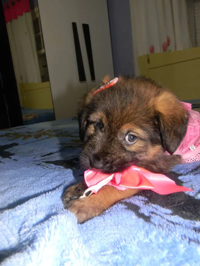Cachorro ra a Srd idade Abaixo de 2 meses nome Cristal ..bb