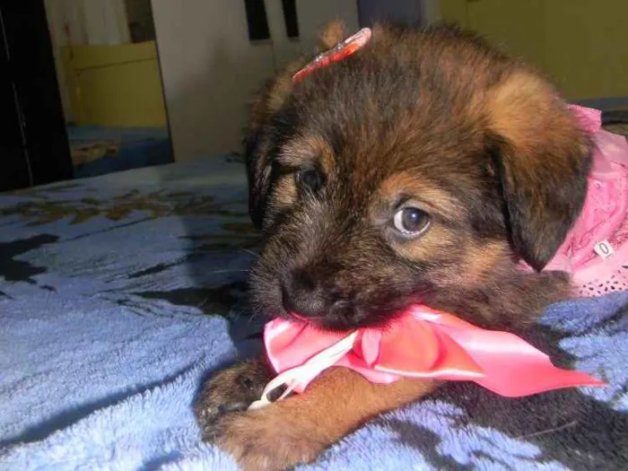 Cachorro ra a Srd idade Abaixo de 2 meses nome Cristal ..bb
