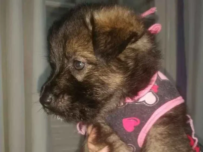 Cachorro ra a Srd  idade Abaixo de 2 meses nome Lisa filhote 