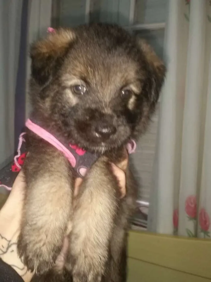 Cachorro ra a Srd  idade Abaixo de 2 meses nome Lisa filhote 