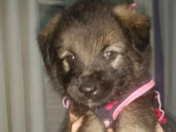 Cachorro ra a Srd  idade Abaixo de 2 meses nome Lisa filhote 
