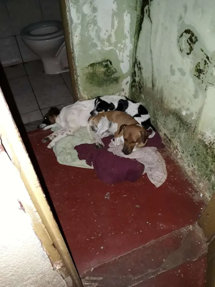 Cachorro ra a Beagle e vira lata idade 1 ano nome Thor e thoby