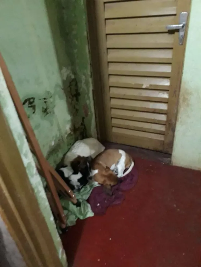 Cachorro ra a Beagle e vira lata idade 1 ano nome Thor e thoby