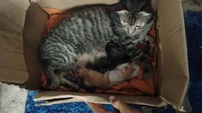Gato raça Vira lata idade Abaixo de 2 meses nome Mel