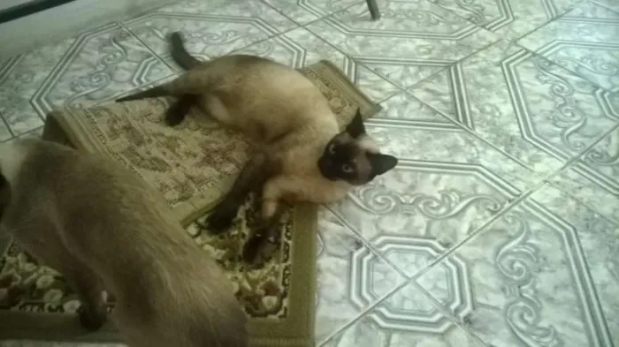 Gato ra a Siamês idade 1 ano nome Mel