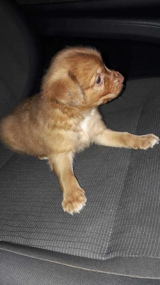 Cachorro ra a Mestiços  idade Abaixo de 2 meses nome Mobi