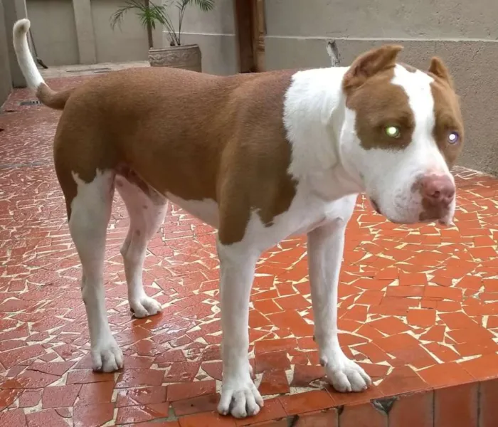 Cachorro ra a Pitbull idade 1 ano nome Clark