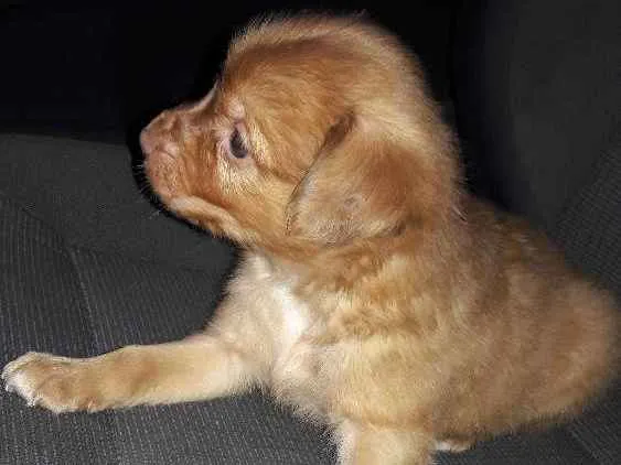 Cachorro ra a Mestiços  idade Abaixo de 2 meses nome Mobi
