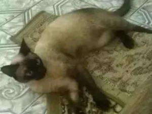 Gato raça Siamês idade 1 ano nome Mel