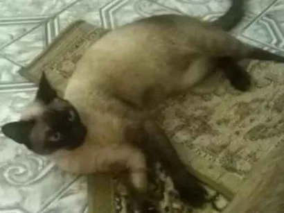 Gato raça Siamês idade 1 ano nome Mel