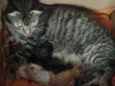 Mel