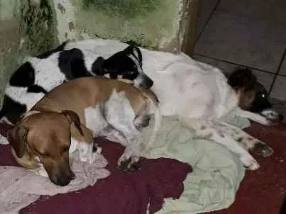 Cachorro ra a Beagle e vira lata idade 1 ano nome Thor e thoby