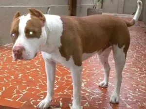 Cachorro raça Pitbull idade 1 ano nome Clark