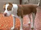 Cachorro raça Pitbull idade 1 ano nome Clark